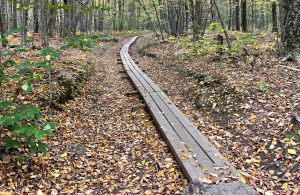 trail with bog birdges