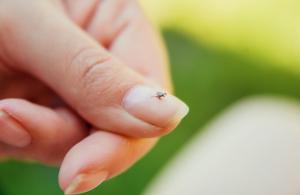 Tick on Finger