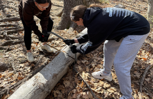 volunteers using a saw