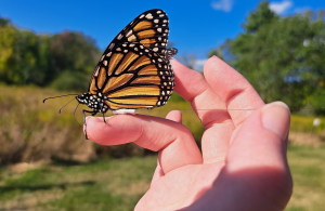 monarch butterfly perched on persons hand
