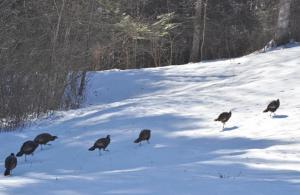 Winter turkeys