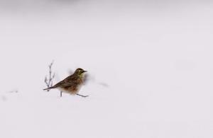 horned lark walking on snow