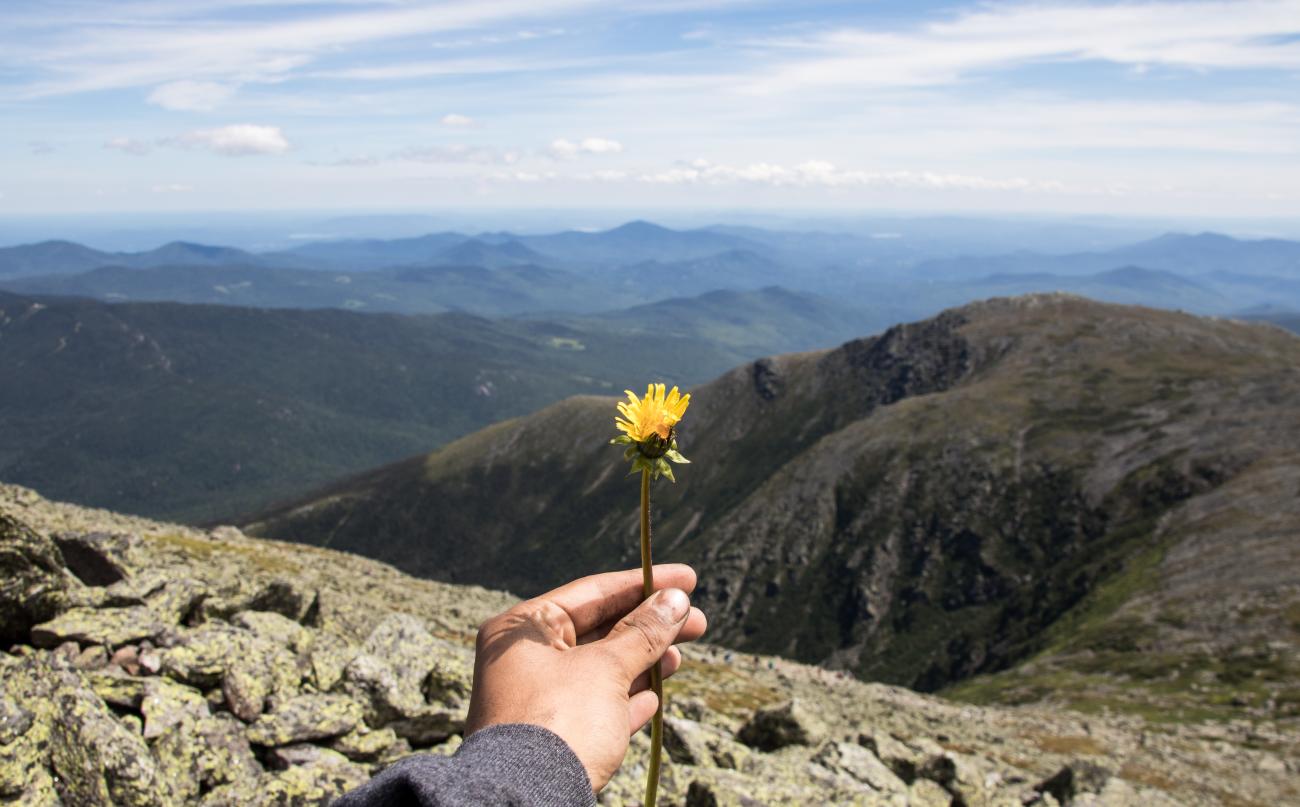 dandelion on mt washington