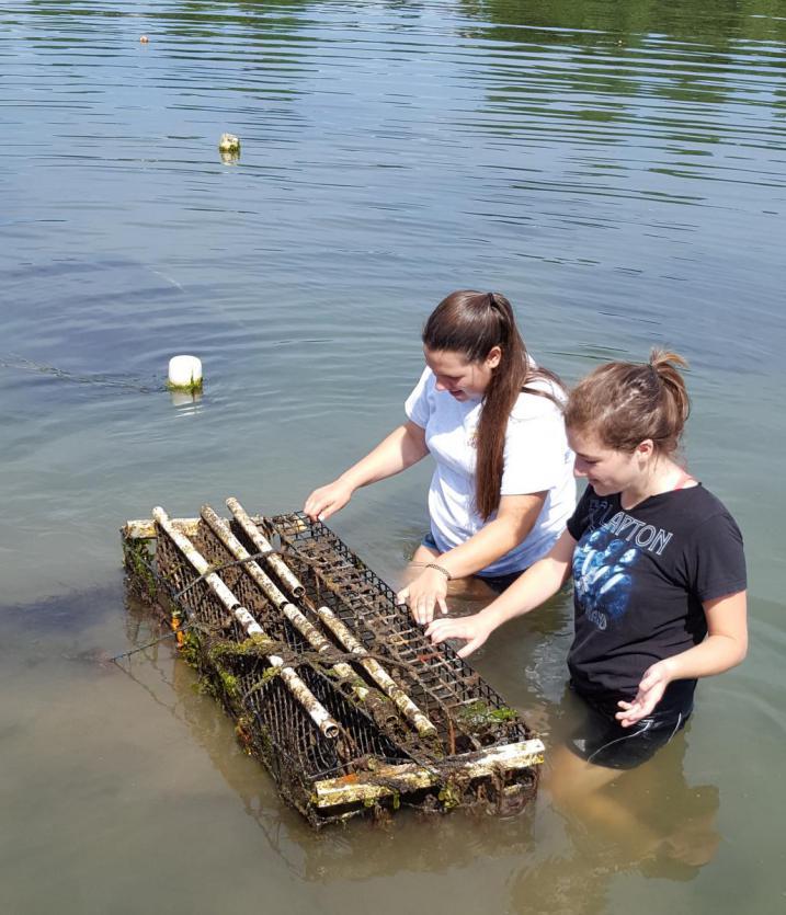 volunteers clearing sediment and growth off a rack holding bags of baby oysters