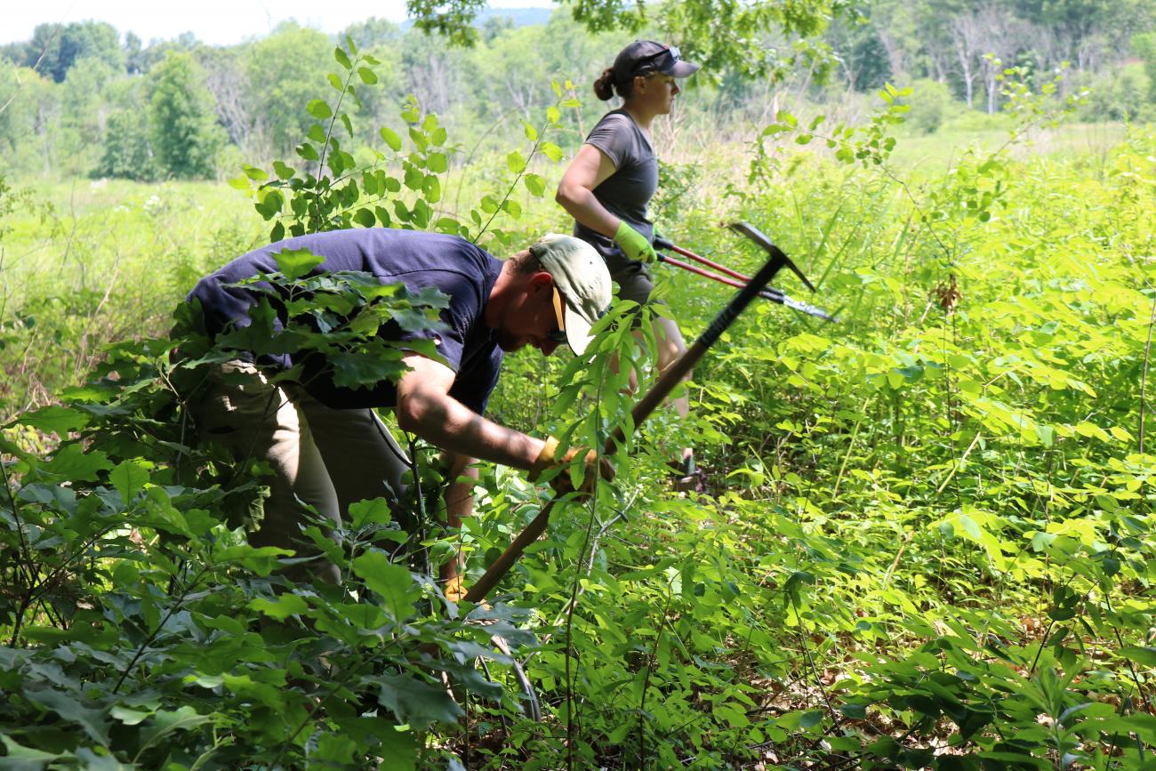 Oyster River Forest Field Work Interns