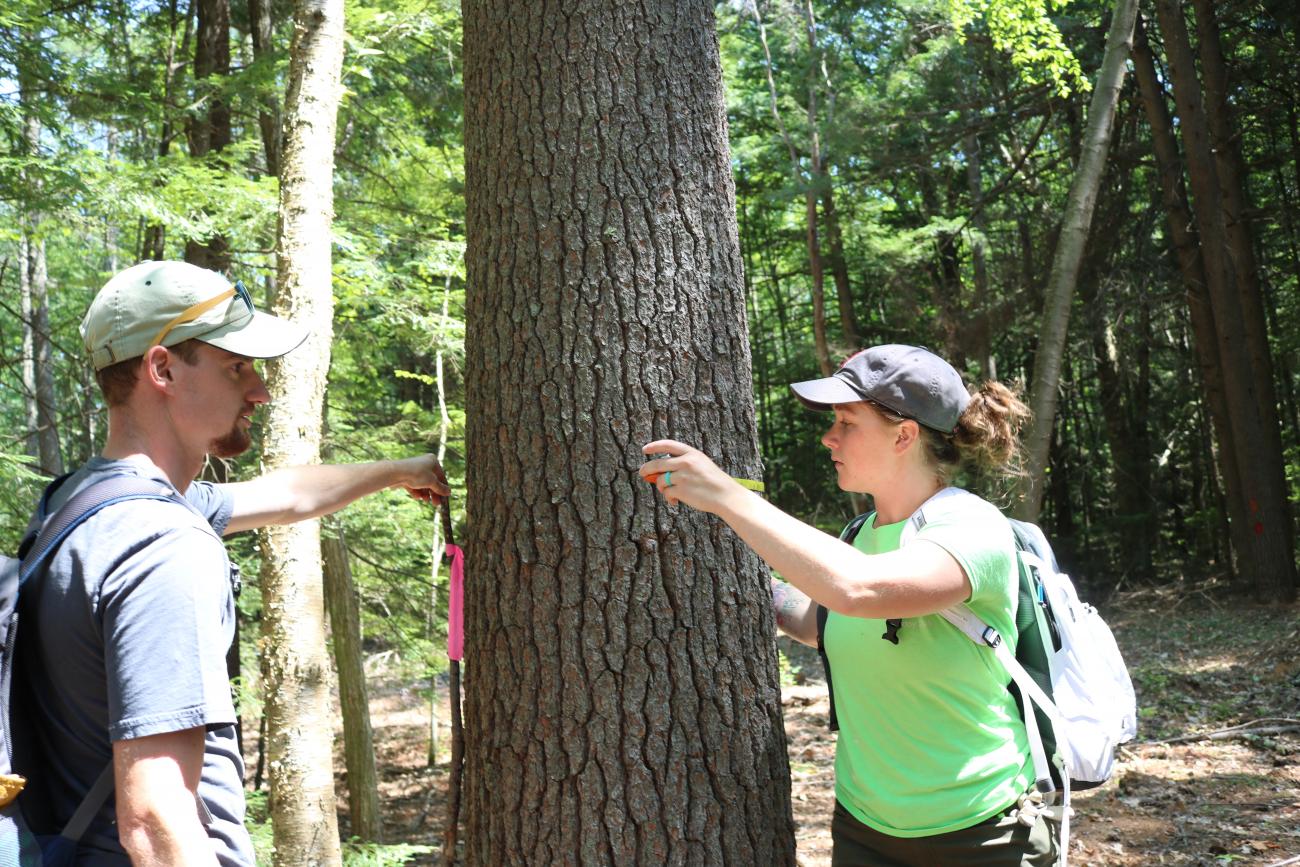 Interns measure trees