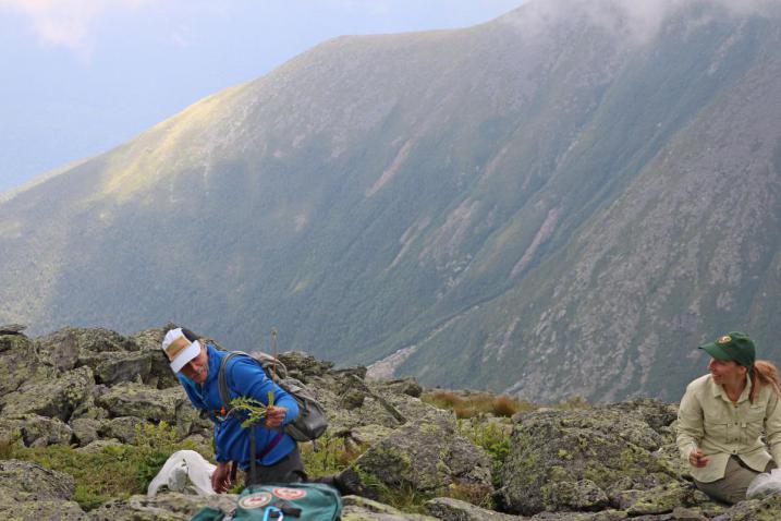 Volunteers pulling dandelions on the side of Mt. Washington