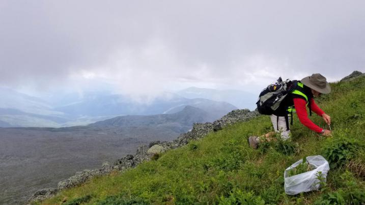 Volunteer pulling dandelions on the side of Mt. Washington