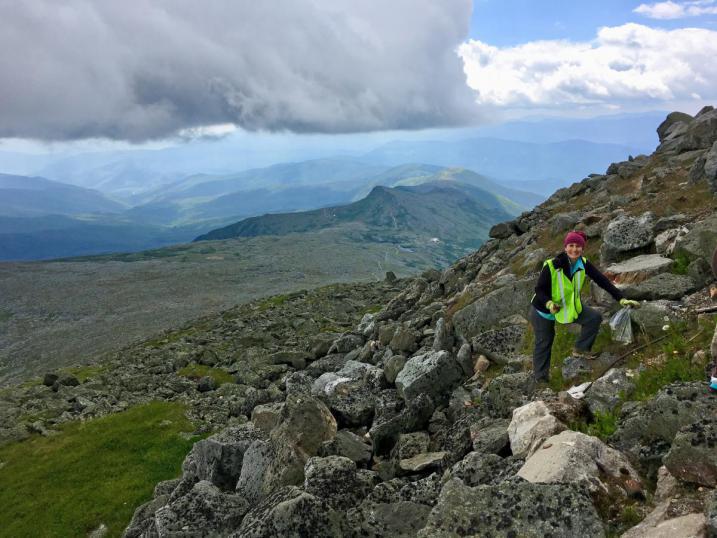 Volunteer pulling dandelions on the side of Mt. Washington