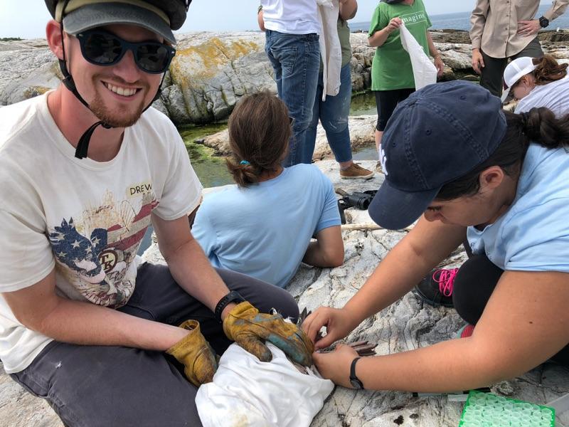 Banding seagulls with Drew Parker