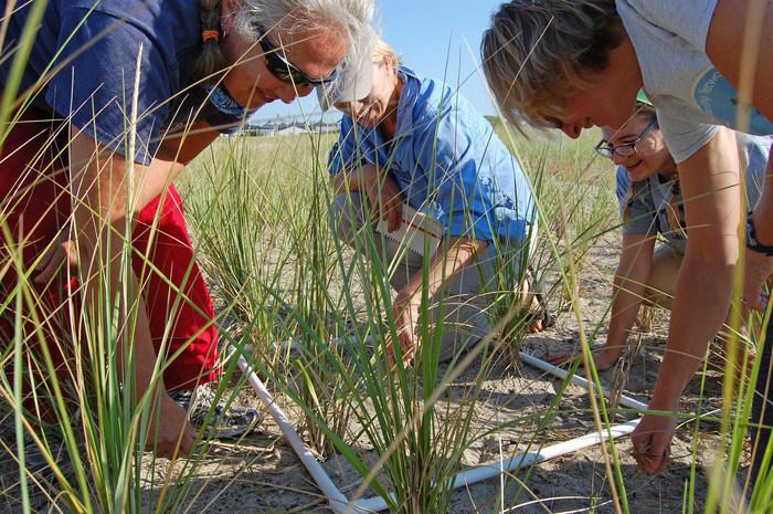 volunteers looking at grasses