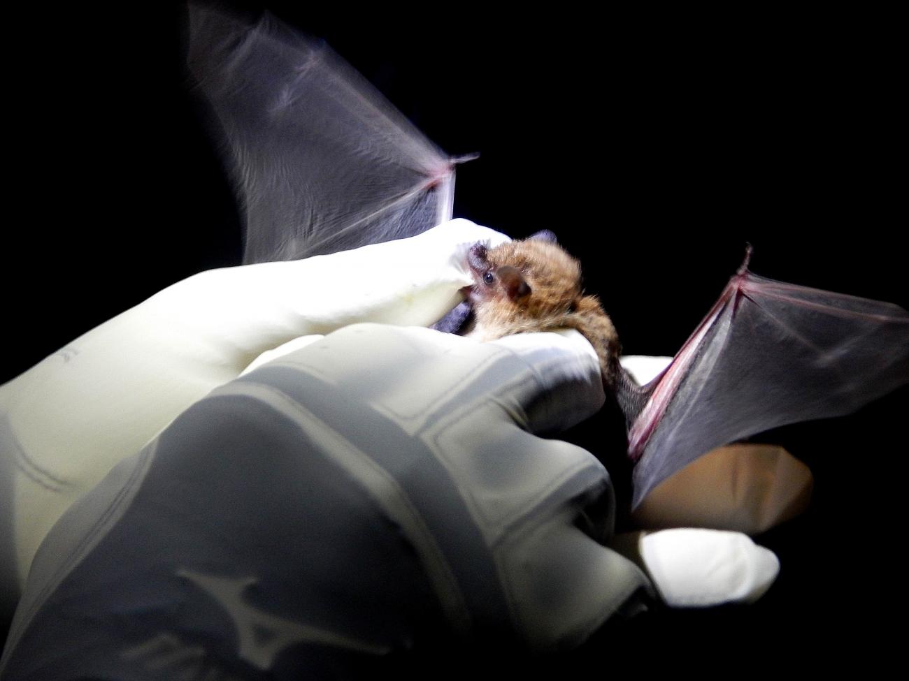 Banding bats