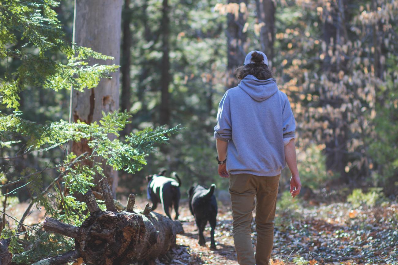 Trail Dog Walking