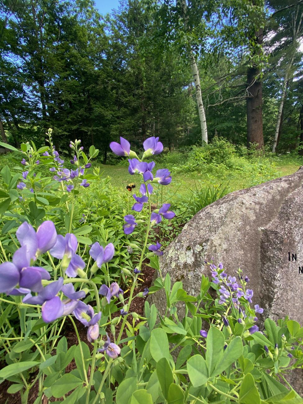 Tall Blue Wild Indigo