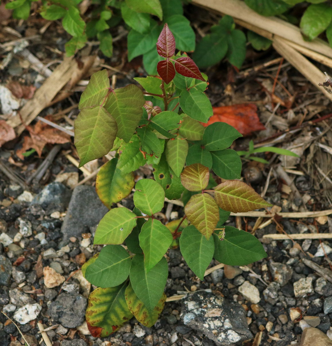 Poison Ivy Leaves Identification