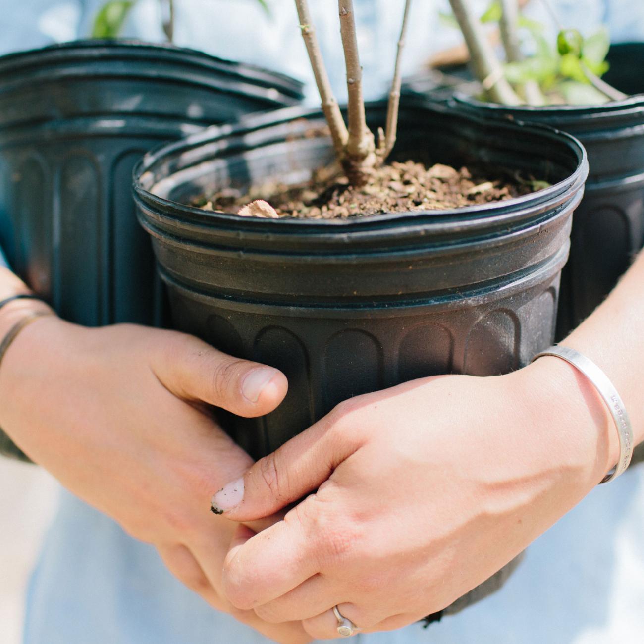 Plants in buckets held in arms