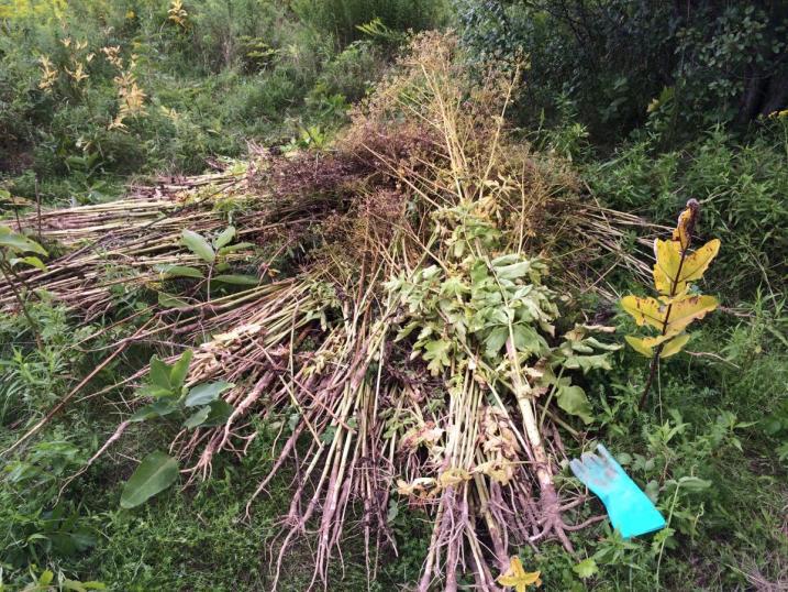 Pile of parsnip