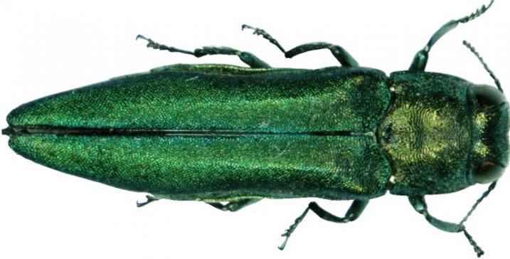 Adult emerald ash borer