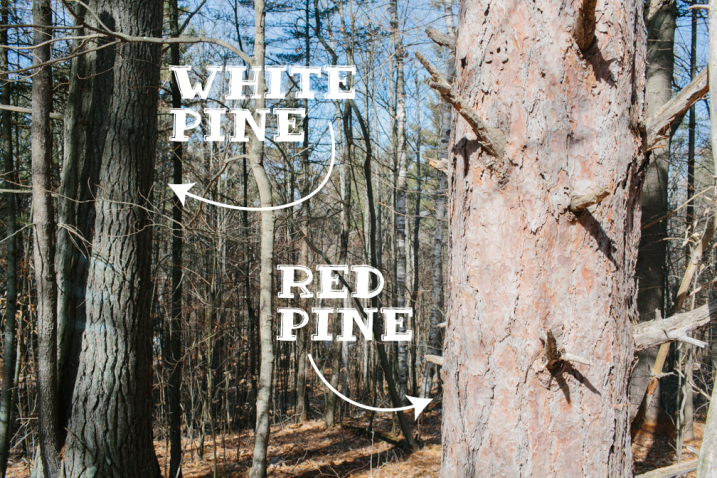 red pine next to a white pine