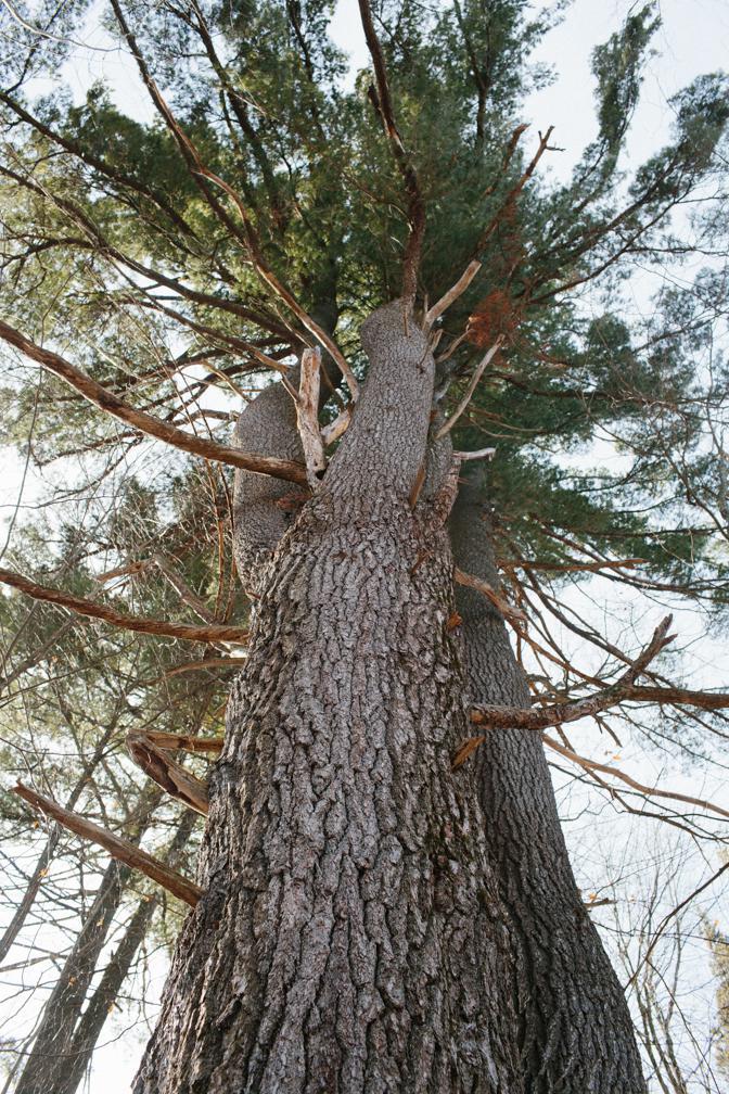 white pine tree bark