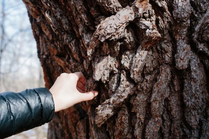 hand touching tree bark