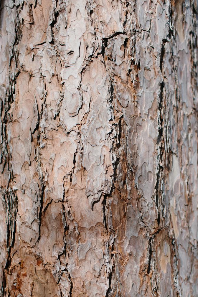 mature red pine bark