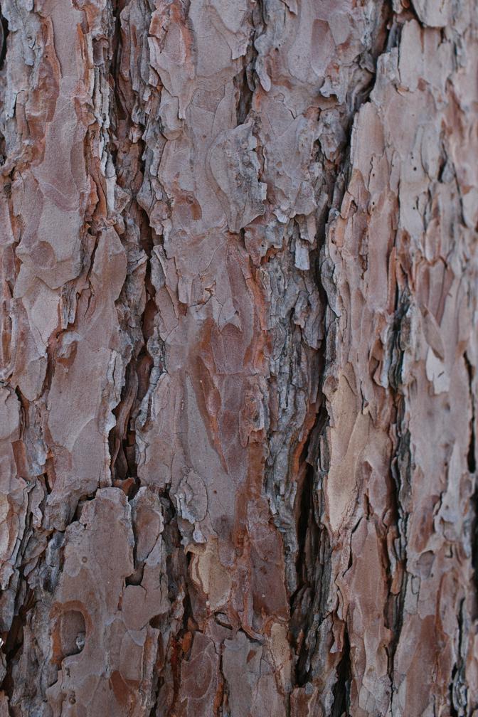 red pine bark