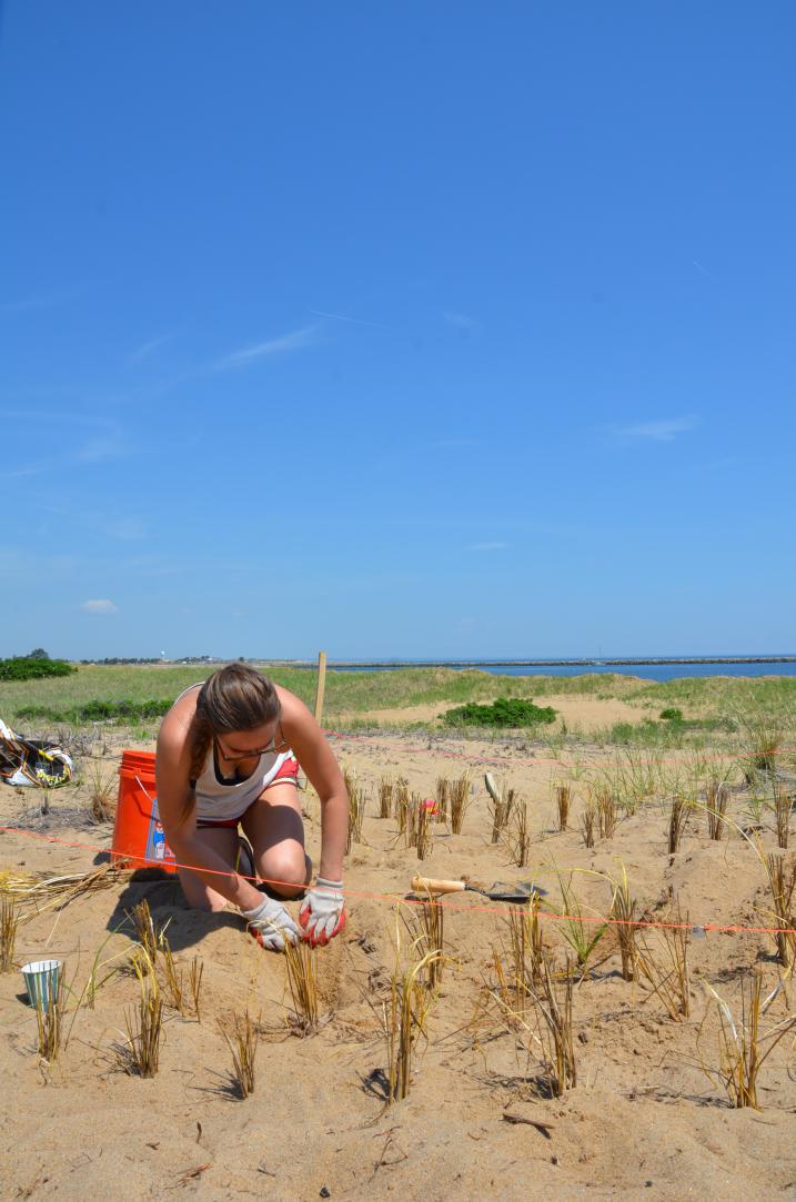 Beach grass plantings