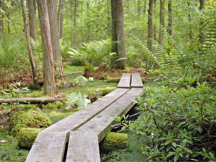 Bog bridge in forest