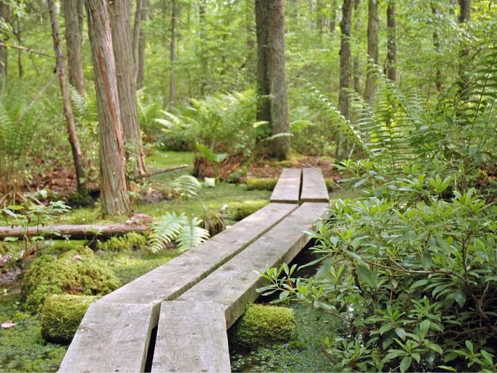 Bog bridge in forest