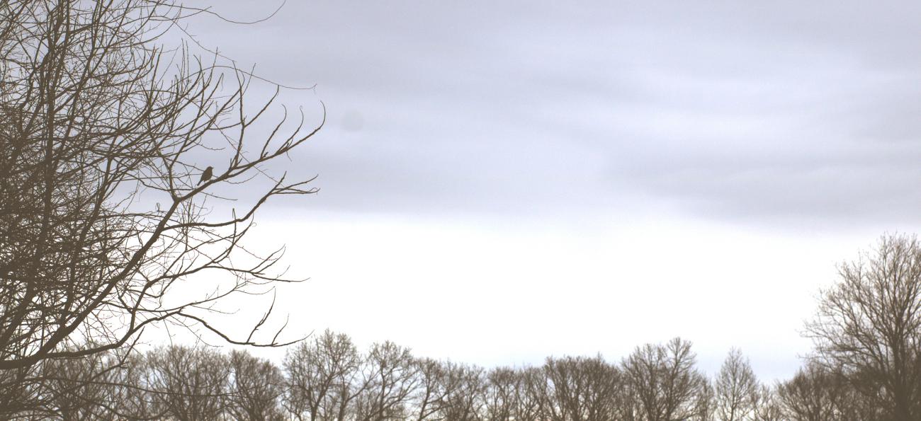 Bird in Tree