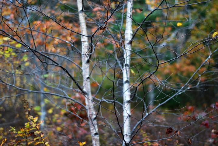 birch tree in fall