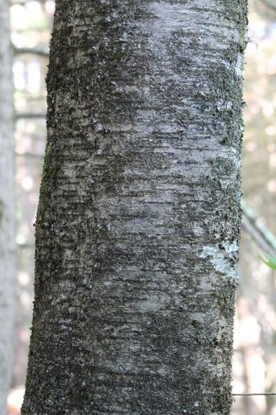 black birch