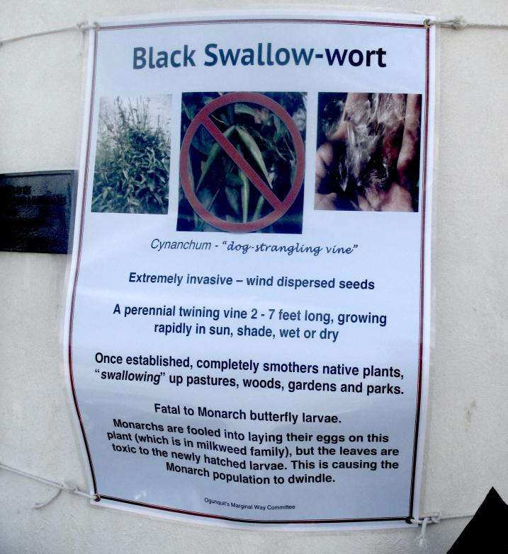 Black swallow-wort sign