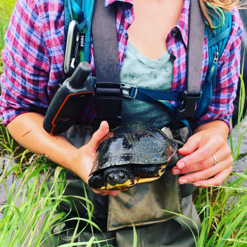 Captured Blanding's turtle