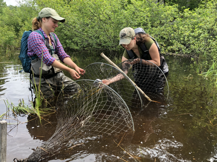 Blandings Turtle Traps