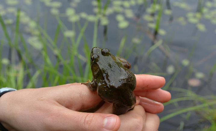 Frog at Bioblitz