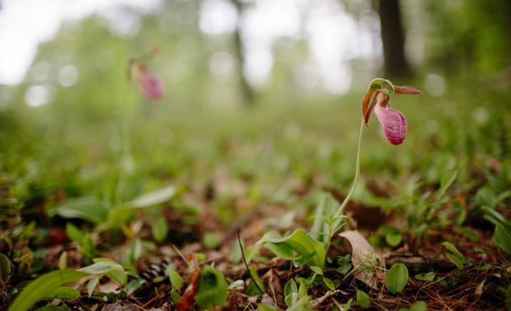 Pink Lady Slipper AWWA bioblitz