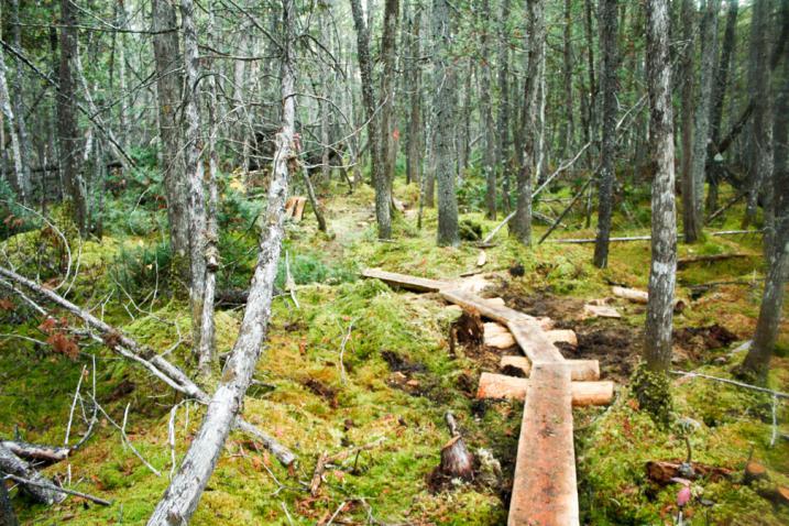 walking bridge in a bog