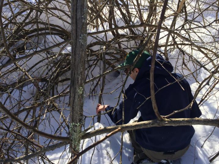 participant crawls into a shrub thicket