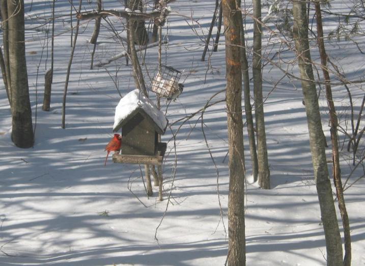 Cardinal and downy woodpecker at backyard feeder