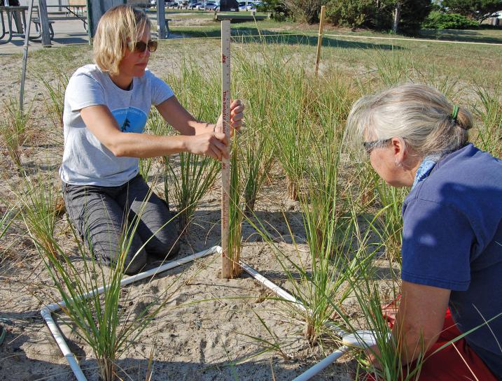 volunteers measuring beach grass