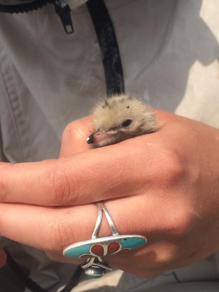 Common tern in hand