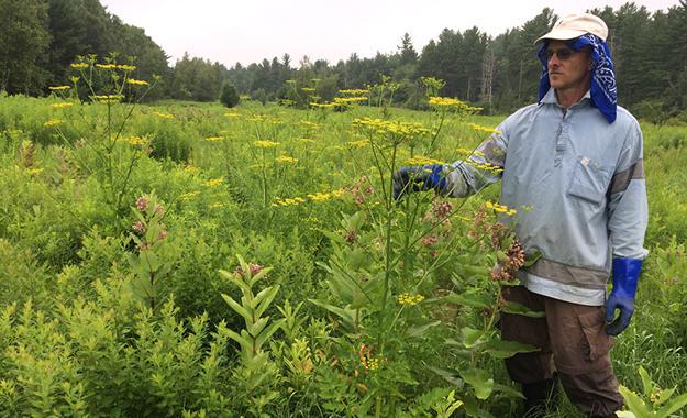 Mike Bald and Wild Parsnip in the Field