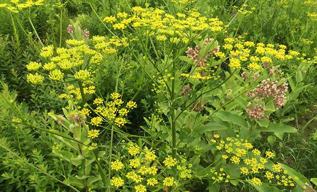 Wild Parsnip Flower in Bloom