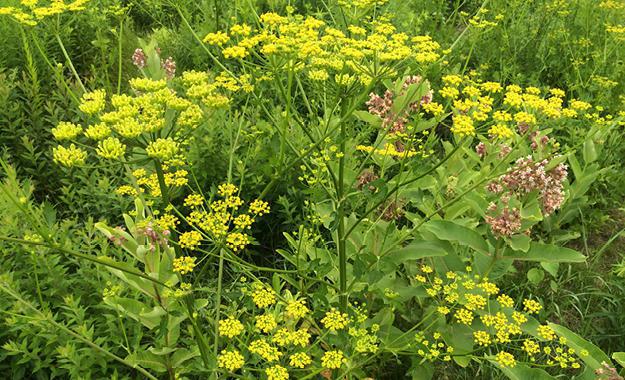 Wild Parsnip Flower in Bloom