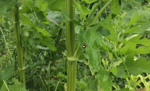 Wild Parsnip Stalk