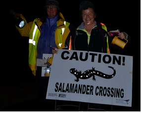 volunteers holding caution salamander crossing sign