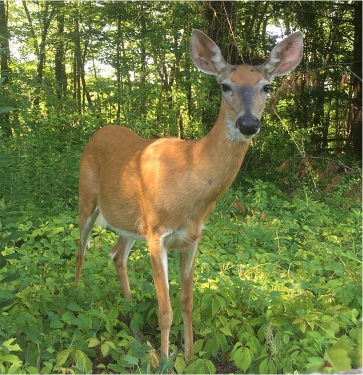 white-tailed deer