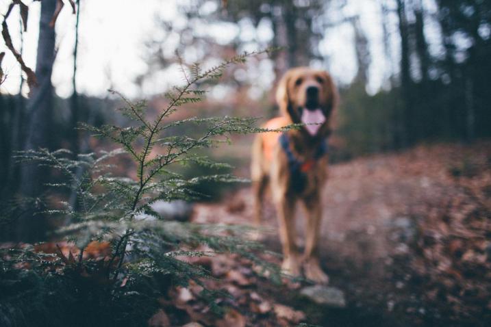 dog on trail